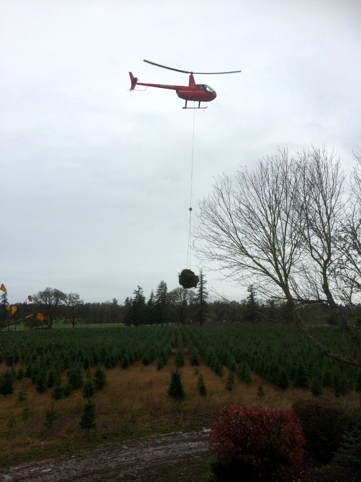 Helicopter with Tree Load