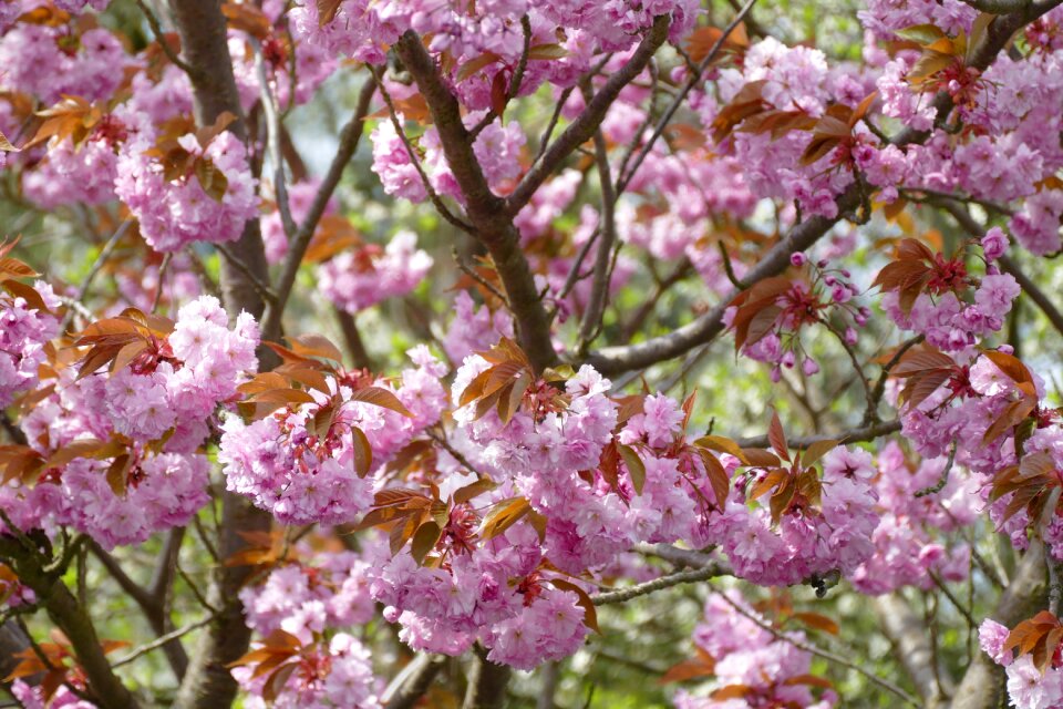 Plant tree branch