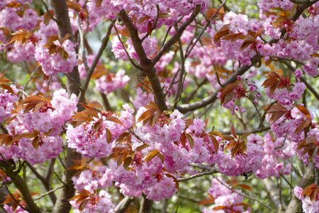 Plant tree branch