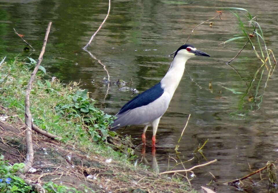 Night heron bird rajkot