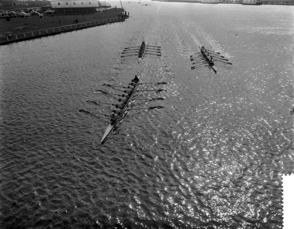 Head of the River op de Amstel vlnr de ploegen van Nereus I, Laga en Nereu, Bestanddeelnr 910-2755