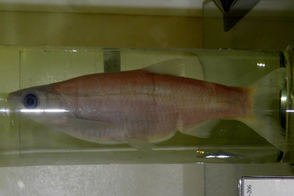 Hemiculter leucisculus