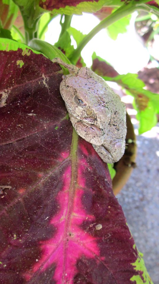 Gray Tree Frog on Leaf 08