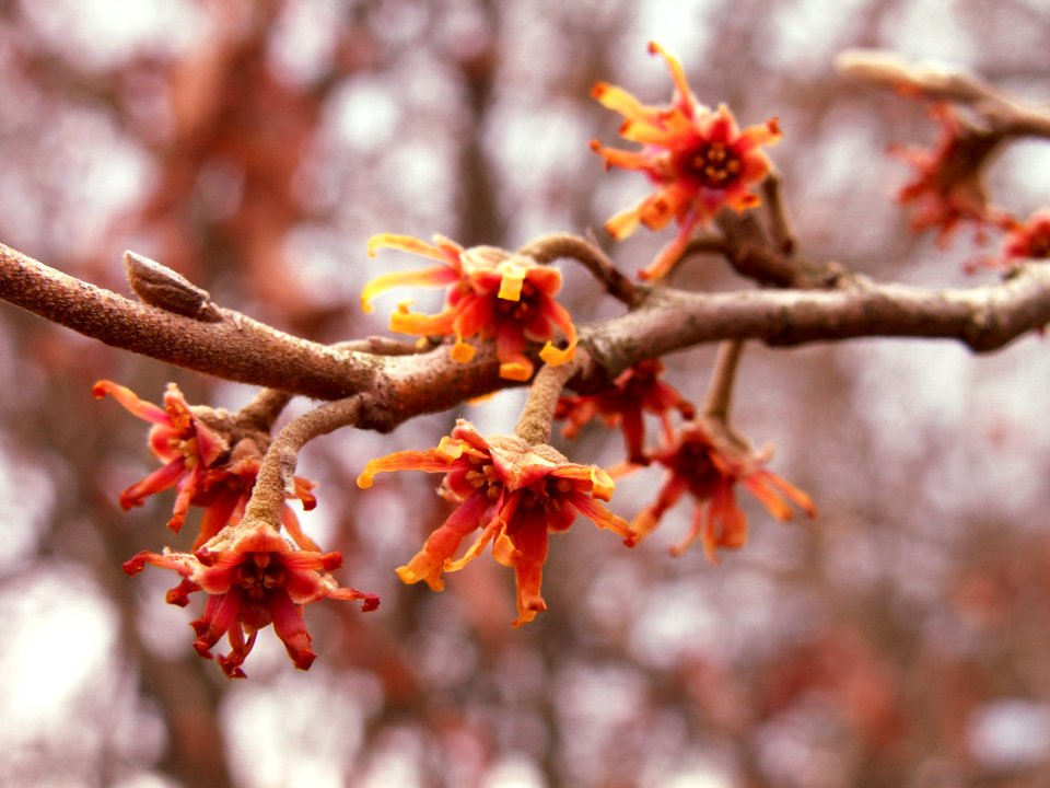 Hamamellis vernalis, 2015-03-16, Pittsburgh, 02