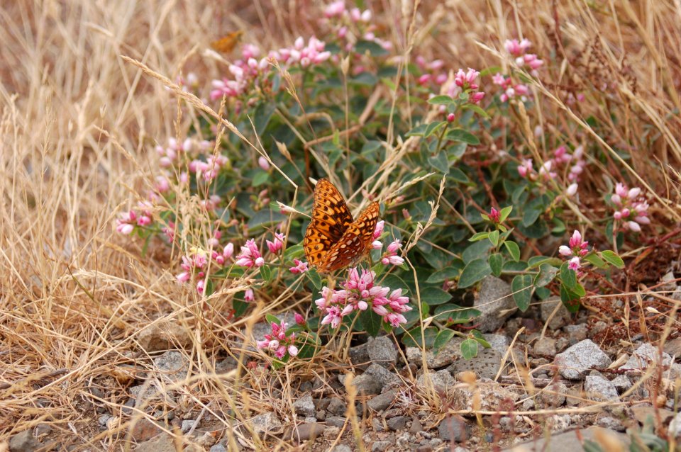 Great Spangled Fritillary (Speyeria cybele) at Mary's Peak (large image)