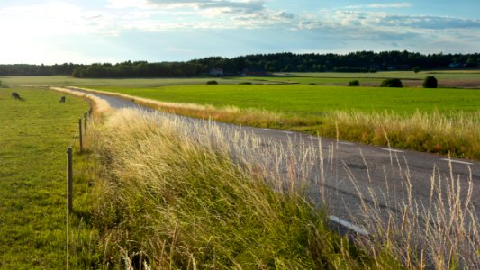 Grass by a road in evening haze 3