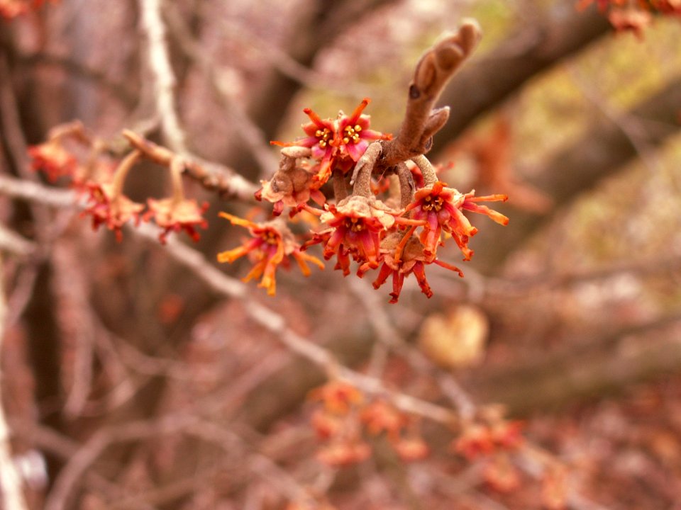 Hamamellis vernalis, 2015-03-16, Pittsburgh, 05