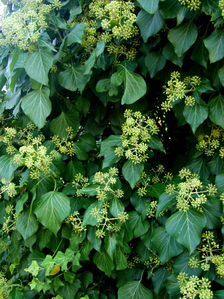 Hedera helix 2019-09-28 Dormont 04