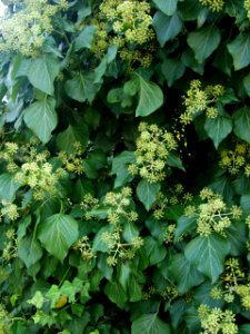 Hedera helix 2019-09-28 Dormont 04