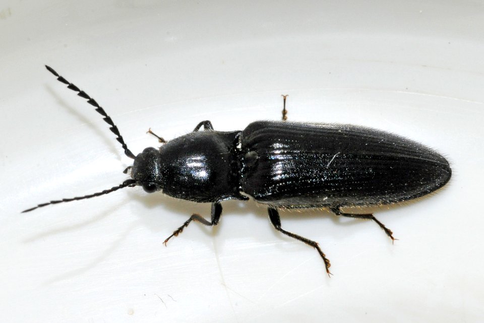 Hemicrepidius-niger-12-fws