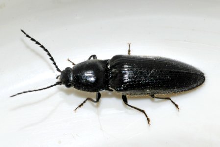 Hemicrepidius-niger-12-fws