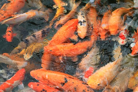 Carp orange ocean