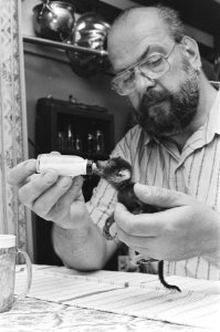 Halfaapje uit Madagscar ( Bonte Vari ) verzorgd door Frits Gangel in Artis na do, Bestanddeelnr 933-9936