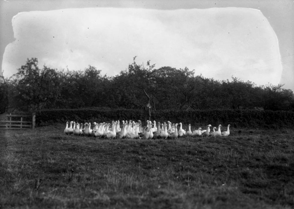Henry Pritchard, Boughrood Court Farm, with a flock of geese (1295053)
