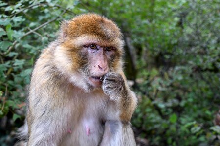 Barbary macaque magot eat photo