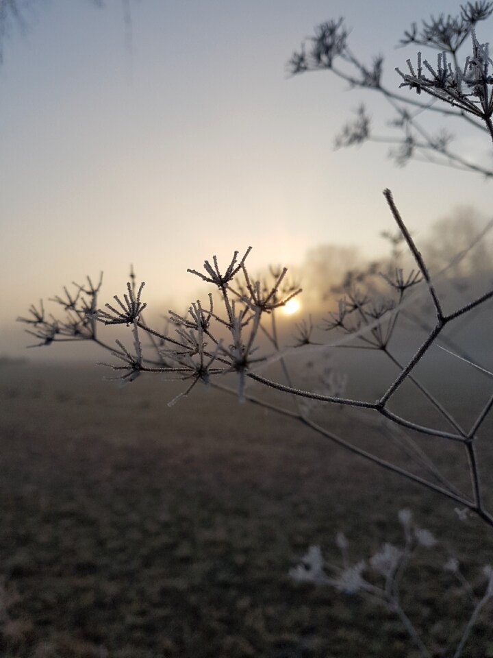 Wintry cold hoarfrost