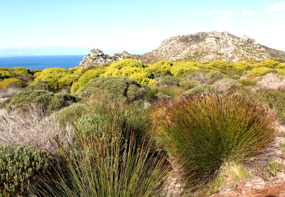 Hangklip Sand Fynbos - fishoek elsies peak