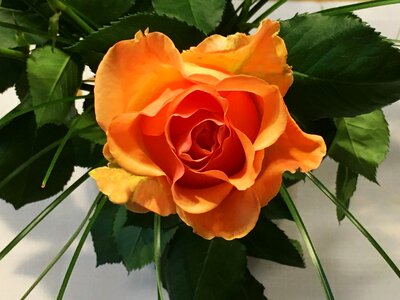 Blossomed close up orange photo