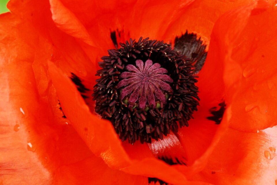 Garden close up poppy photo