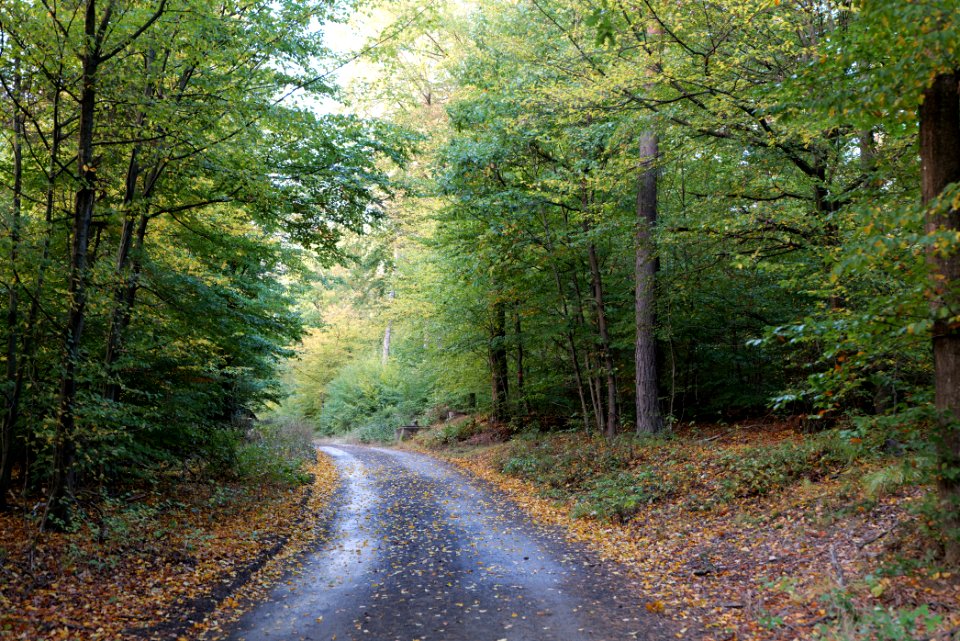 Herrenwald Stadtallendorf 2020-10-07 49