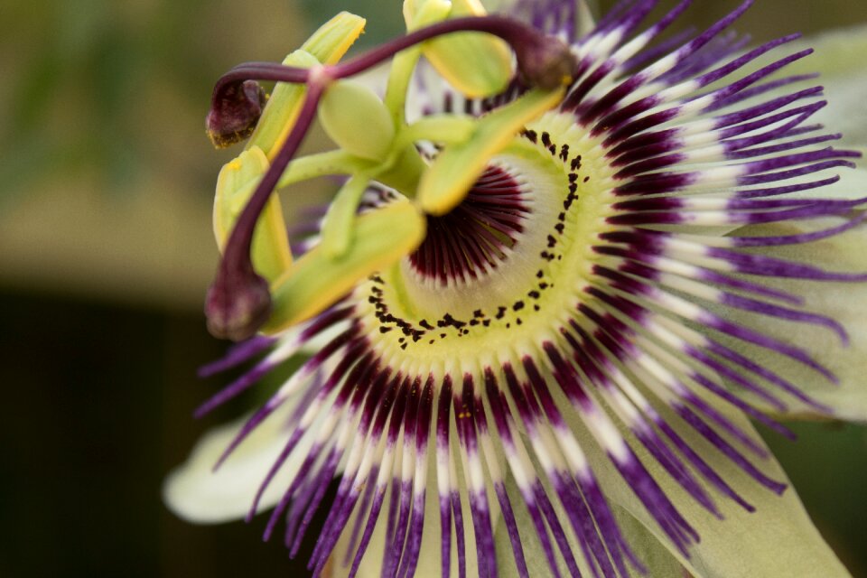 Flower flowering beautiful colours