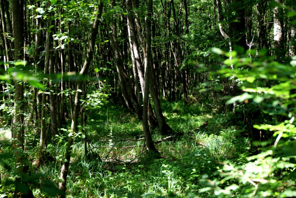 Herrensee, Lange-Damm-Wiesen und Barnim-Hänge 2020-08-05 90