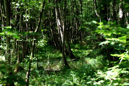 Herrensee, Lange-Damm-Wiesen und Barnim-Hänge 2020-08-05 90