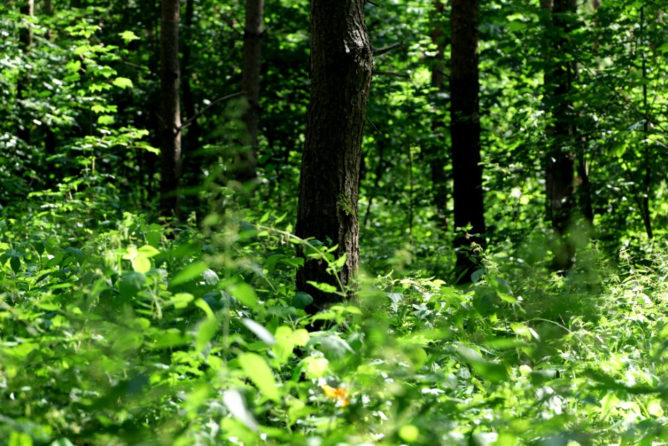 Herrensee, Lange-Damm-Wiesen und Barnim-Hänge 2020-08-05 98