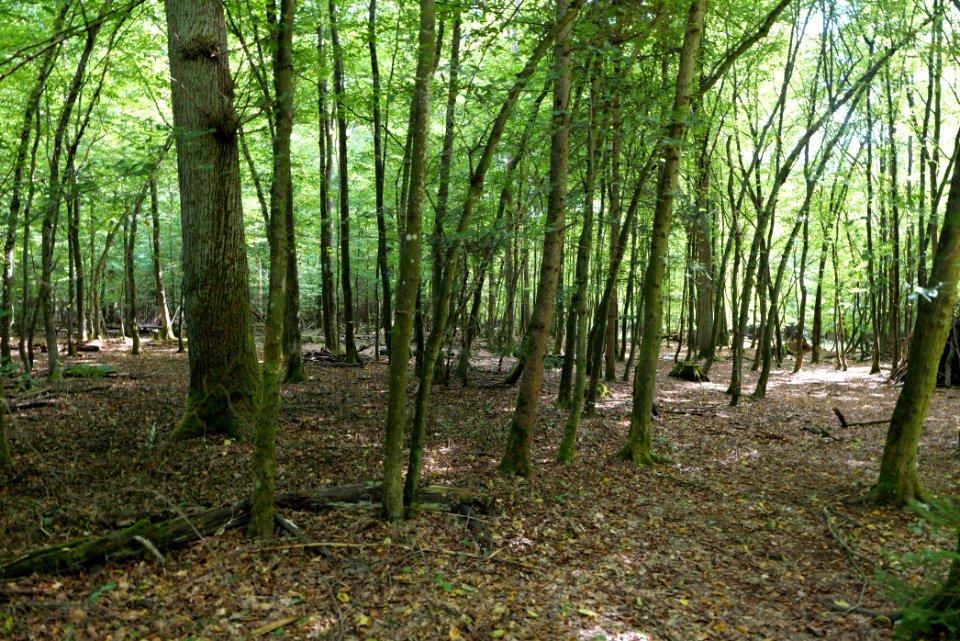Herrenwald Stadtallendorf 2020-08-21 33