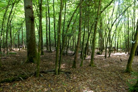 Herrenwald Stadtallendorf 2020-08-21 33