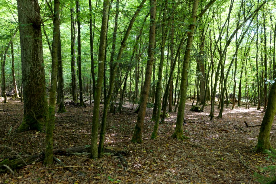 Herrenwald Stadtallendorf 2020-08-21 34