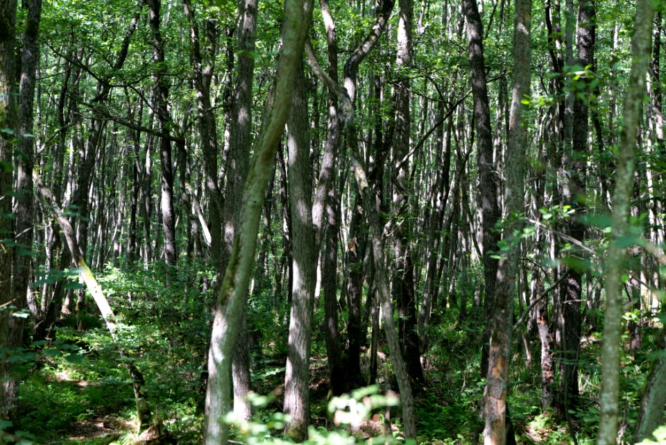 Herrensee, Lange-Damm-Wiesen und Barnim-Hänge 2020-08-05 81