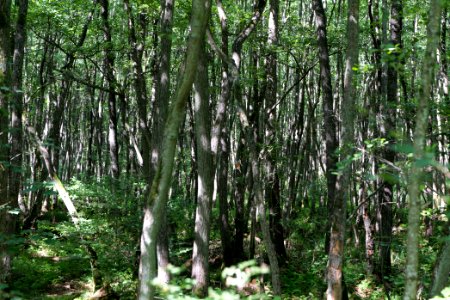 Herrensee, Lange-Damm-Wiesen und Barnim-Hänge 2020-08-05 81