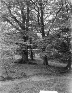 Herfstbosplaatjes om Hilversum, Bestanddeelnr 906-0570