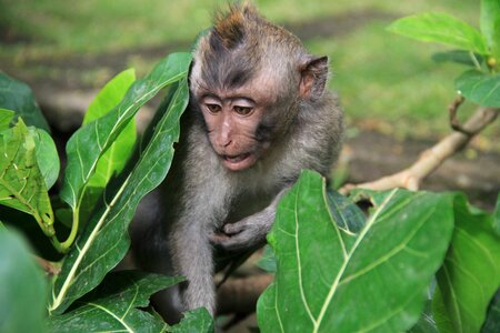 Monkey young wild