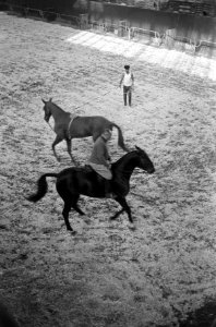 Jumping Amsterdam. Paarden worden losgelopen door verzorgers, Bestanddeelnr 920-8130