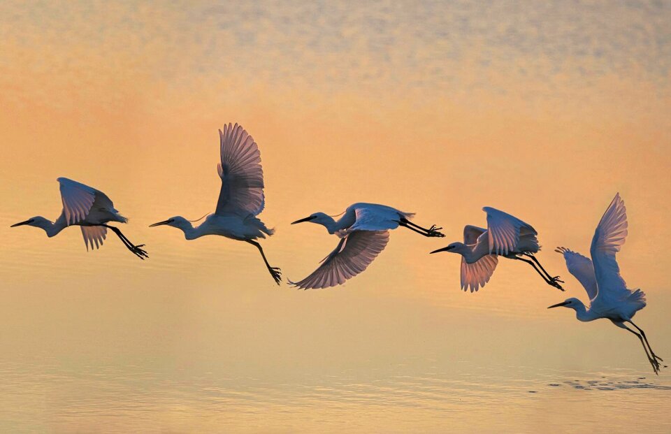 Water nature fly