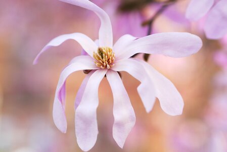 Petal flower bloom photo