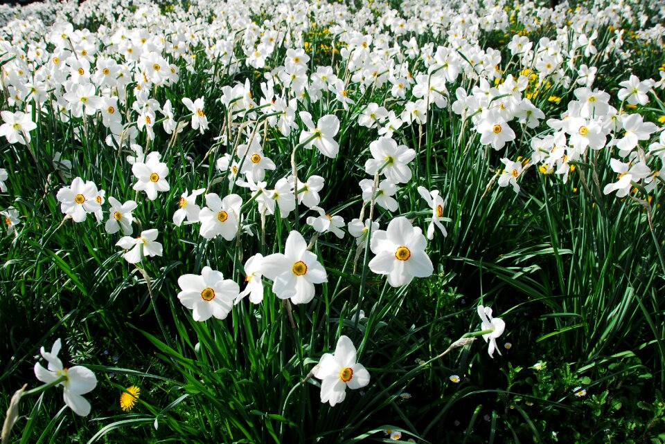 Summer season daffodils