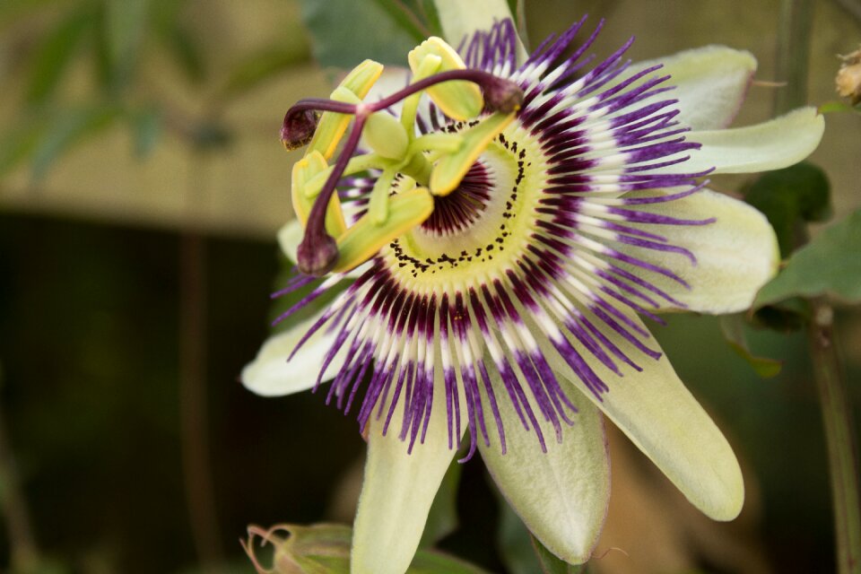 Flower flowering beautiful colours