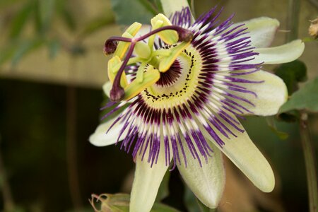 Flower flowering beautiful colours