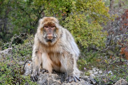 Barbary macaque magot forest photo