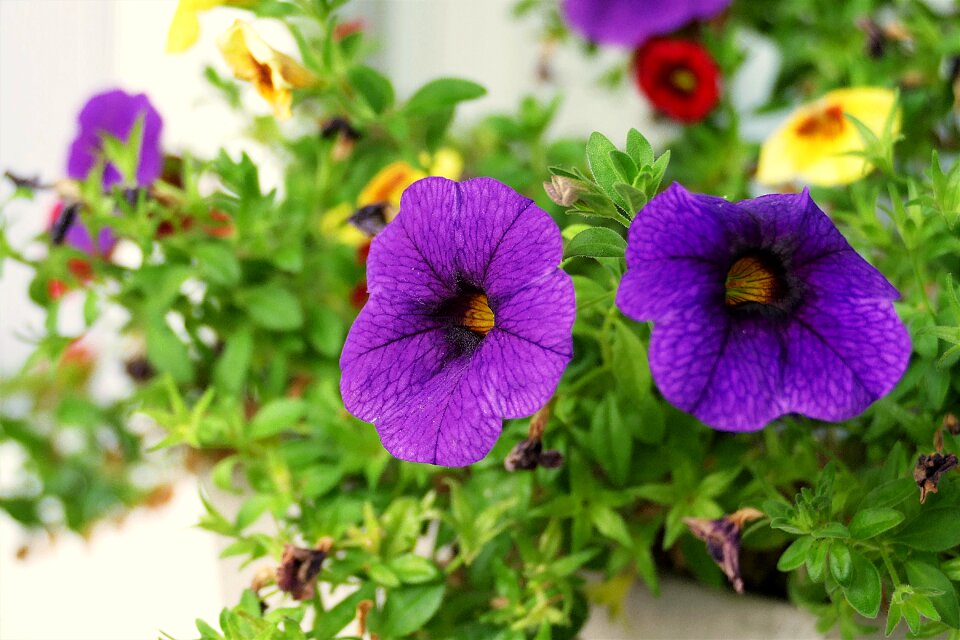 Zauberglockchen flower ornamental plant