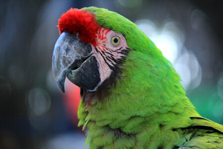Amazon ave bird photo