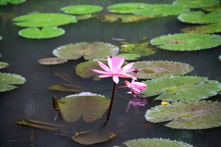 Lily lake flowers photo