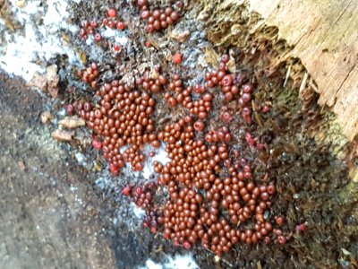 Leocarpus fragilis 26605667