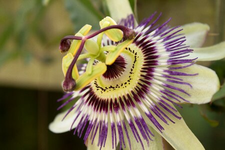 Flower flowering beautiful colours