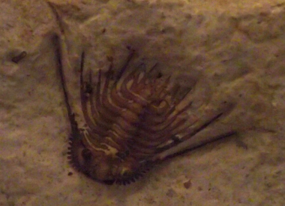 Leonaspis williamsi, oklahoma