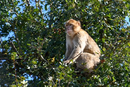Tree barbary macaque magot photo