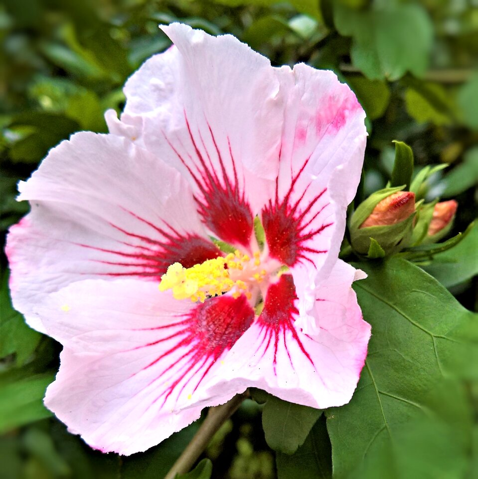 Flower garden shrub single bloom